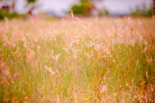 Free Explore the beauty of a summer meadow filled with delicate wildflowers in nature's vibrant setting. Stock Photo
