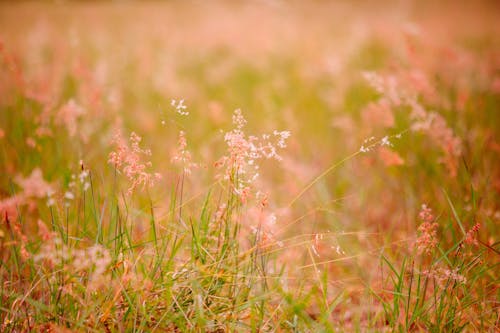 Delicate Flowers on Meadow