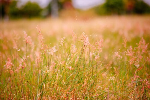 Foto d'estoc gratuïta de blur de fons, camp d'herba, flors de gespa