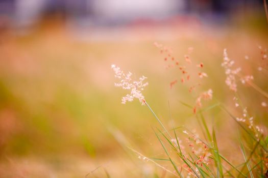 Close-up of wild grass with soft evening sunlight, perfect for nature themes.