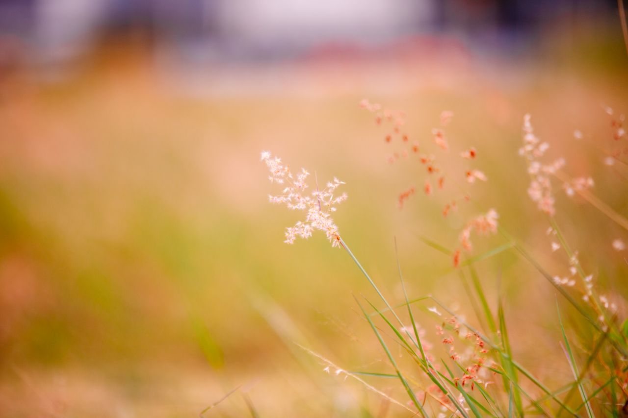close up of wild grass with soft evening sunlight perfect for nature t