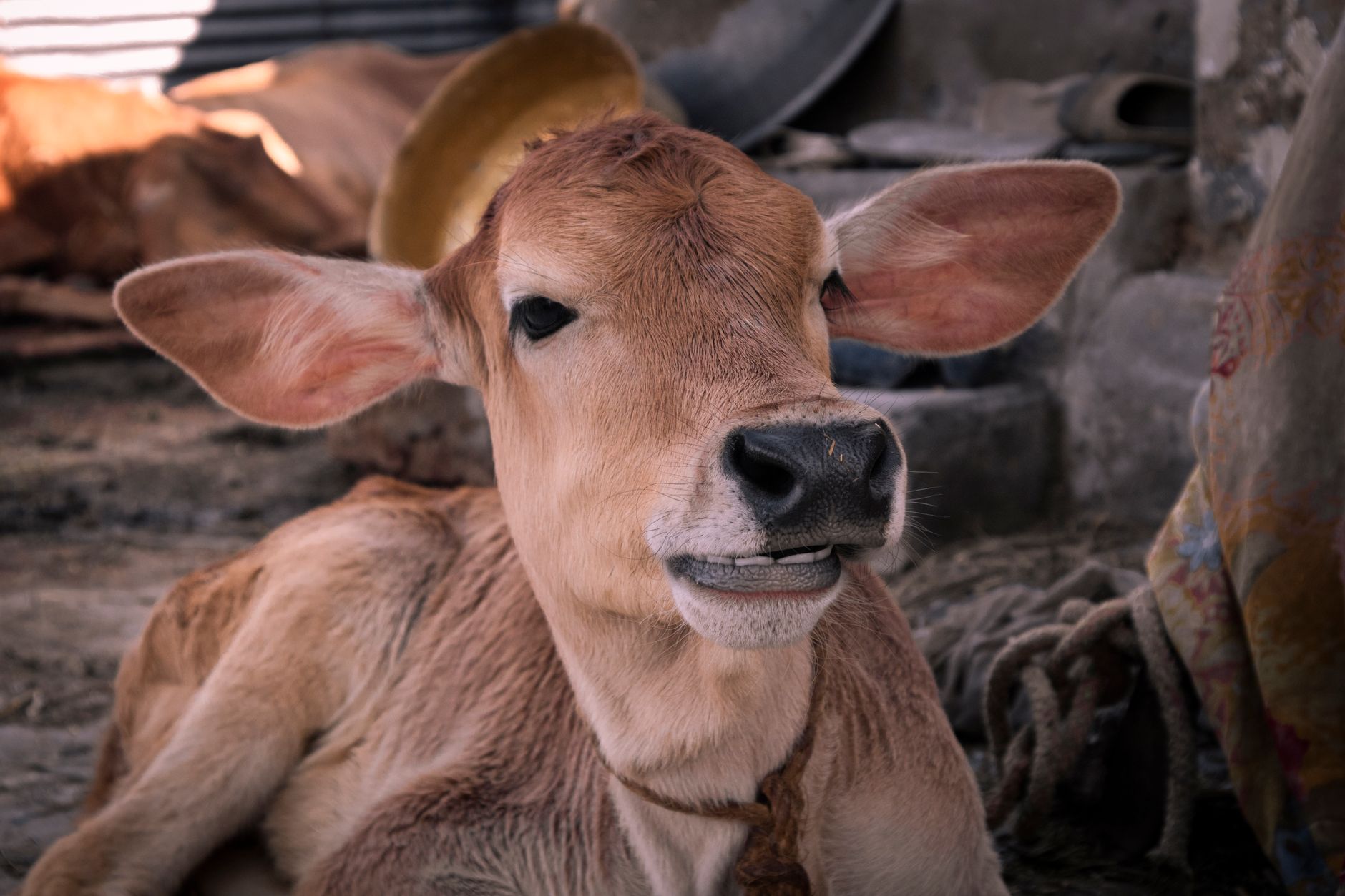 A close-up of a cow resting in a rural setting in Srinagar, India.