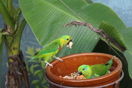 Two vibrant parrots feed from a pot surrounded by lush banana leaves outdoors.