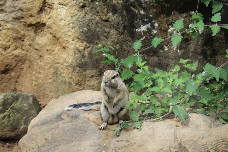 A Squirrel Sitting On The Rock