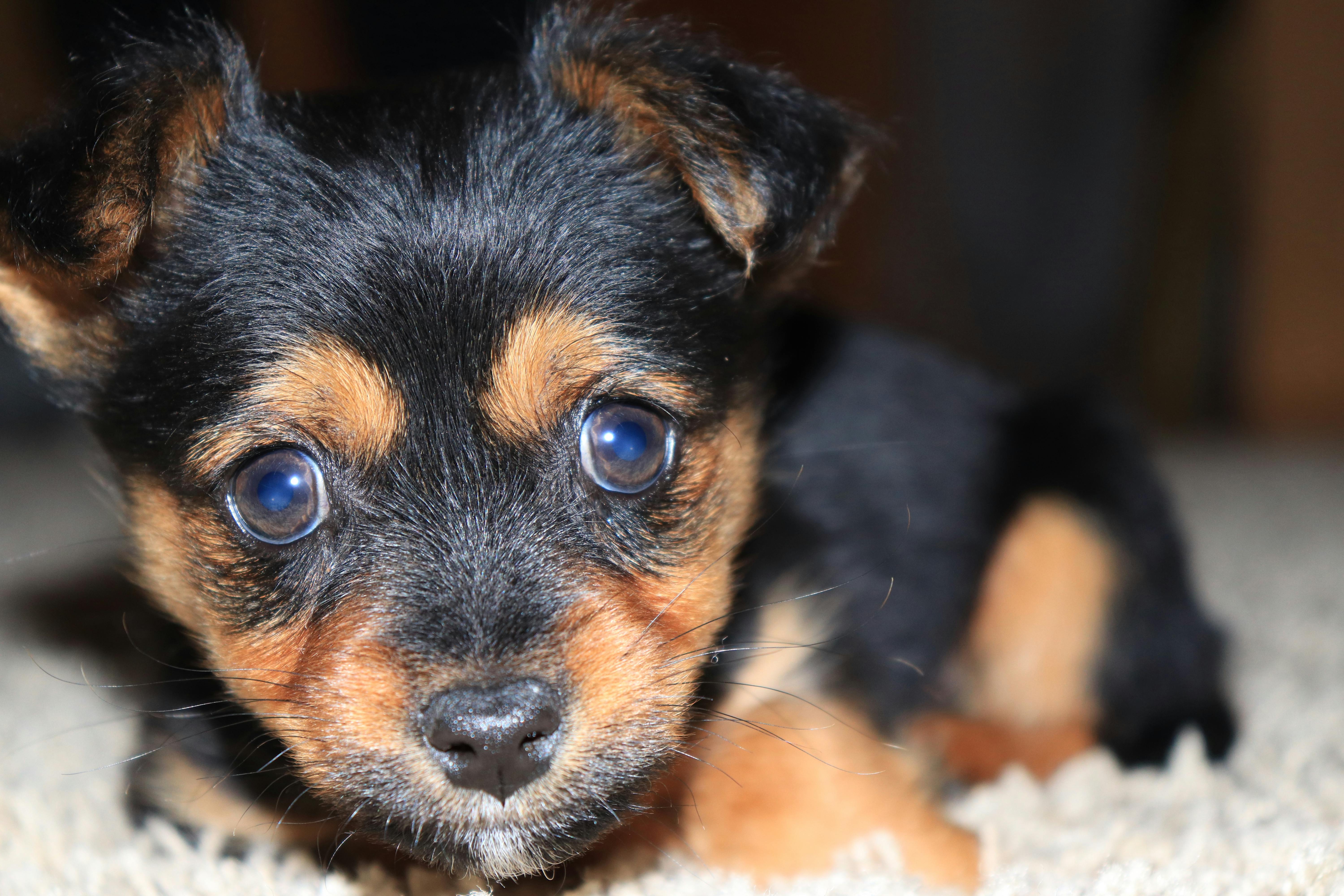 Kostenloses Foto zum Thema: welpe