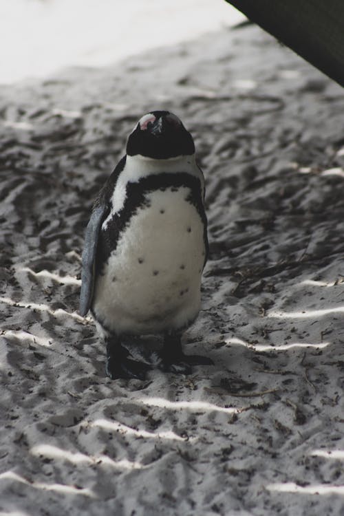 Penguin on Brown Sand