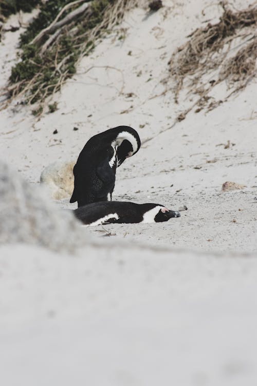 Black and White Penguins on White Sand