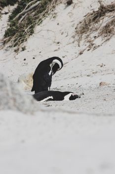 penguin photo