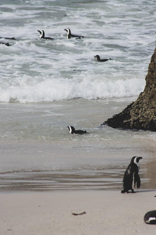 Penguins on the Beach