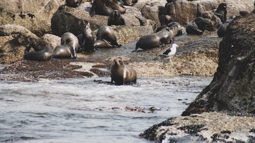 A Colony of Seals on a Rocky Shore 