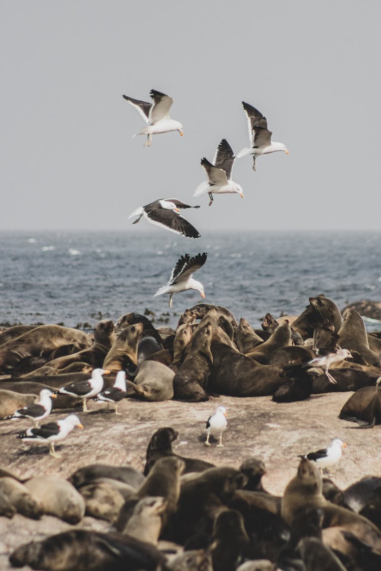 Seagulls And Seals On Sea Shore