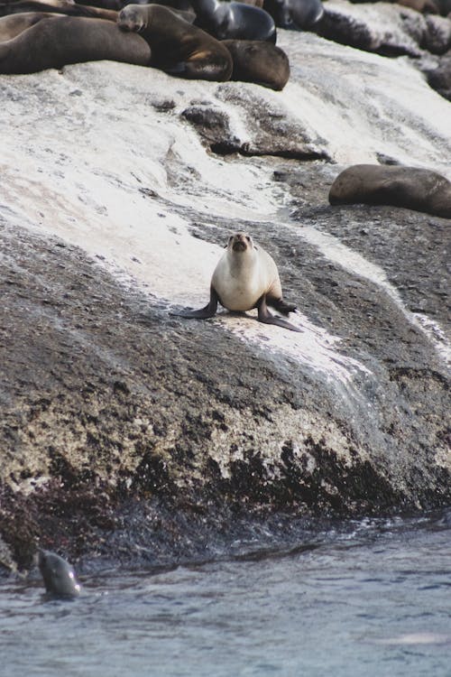 A Sea Lion on the Gray Rock