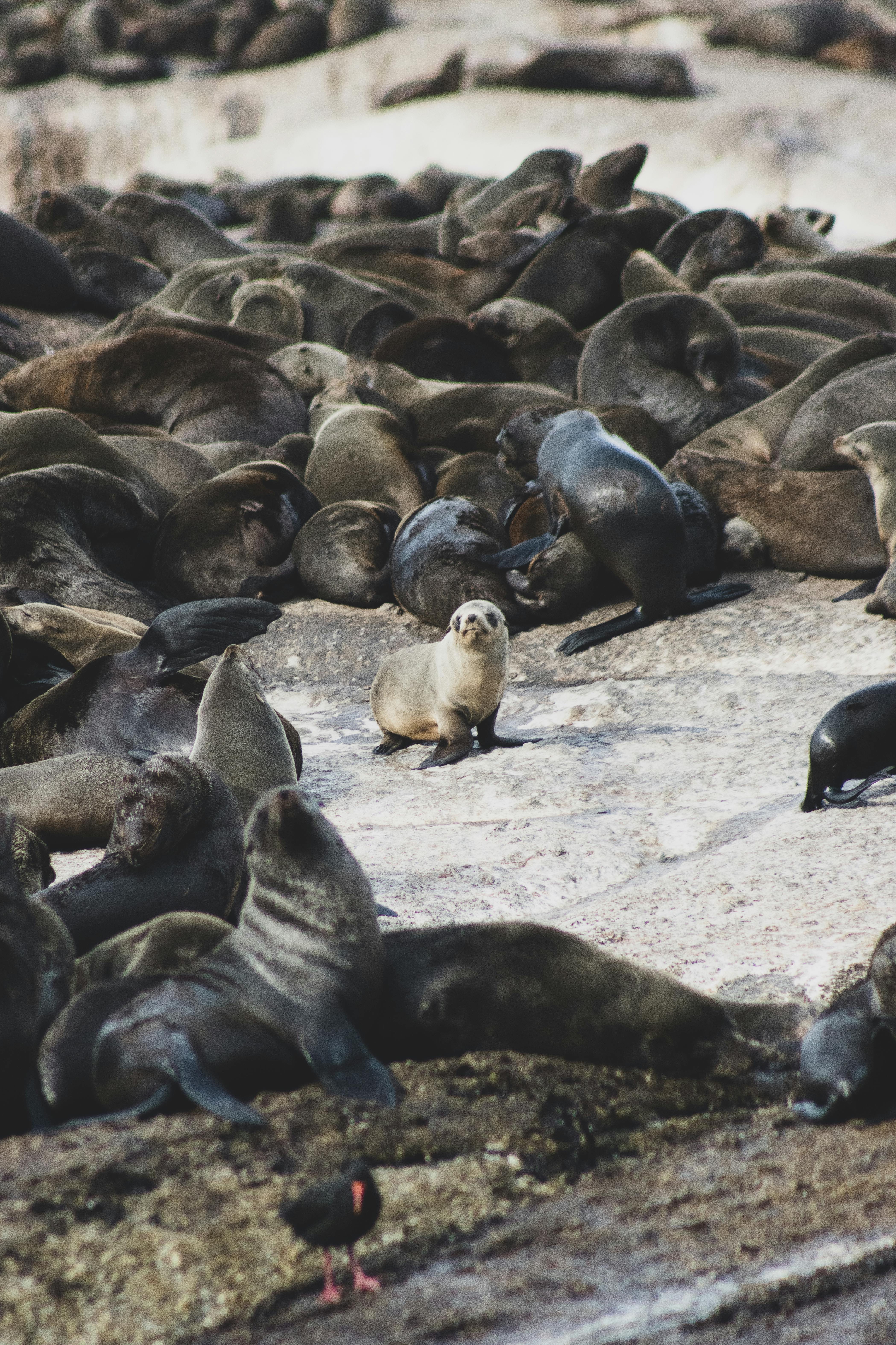 Seals Walking in Wild Nature · Free Stock Photo