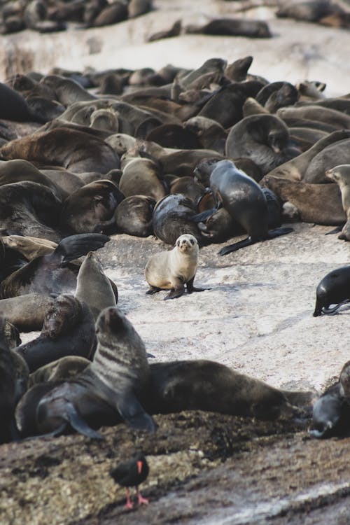 Seals Walking in Wild Nature