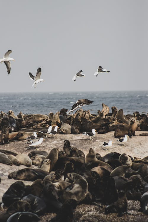 Flock of Gulls Flying Over the Seals