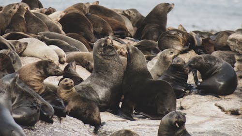 Group of Sea Lion on White Sand