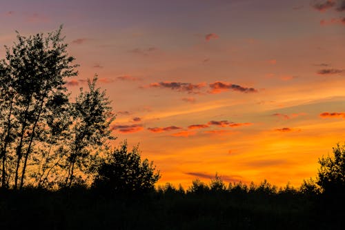 Бесплатное стоковое фото с багровое небо, деревья, закат