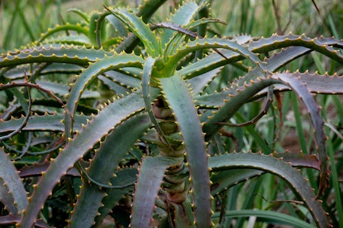 Green Plant in Close Up Photography