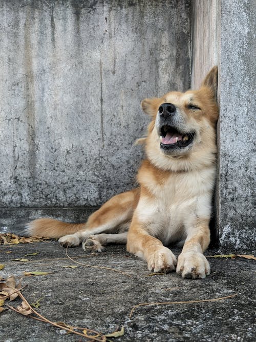 Brown Dog Sitting beside Gray Concrete Wall