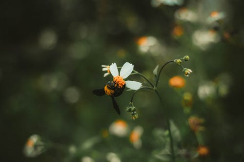 Foto d'estoc gratuïta de abella, brots de flors, enfocament selectiu