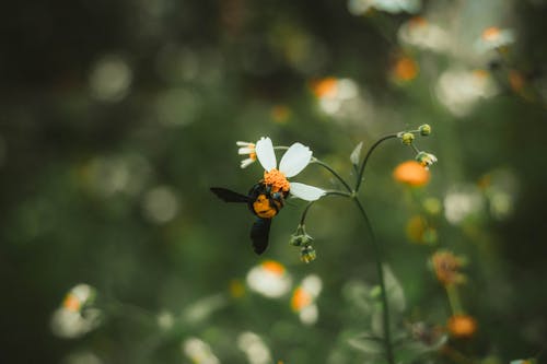Foto d'estoc gratuïta de abella, brots de flors, enfocament selectiu