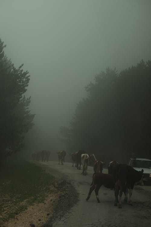 Flock of Cows Walking on a Road in the Fog