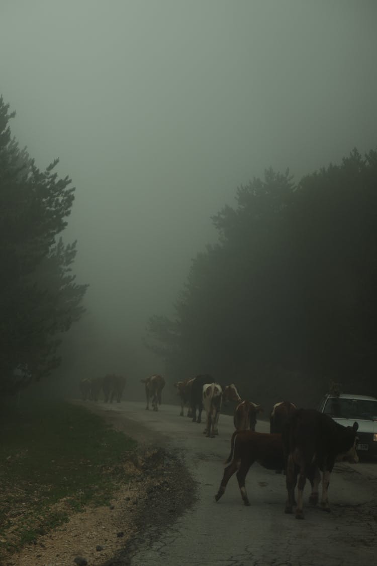 Flock Of Cows Walking On A Road In The Fog