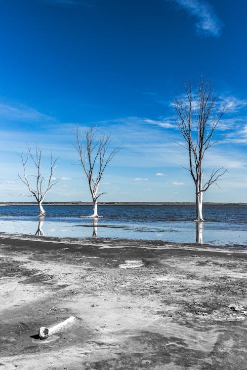 View of Bare Trees on the Beach