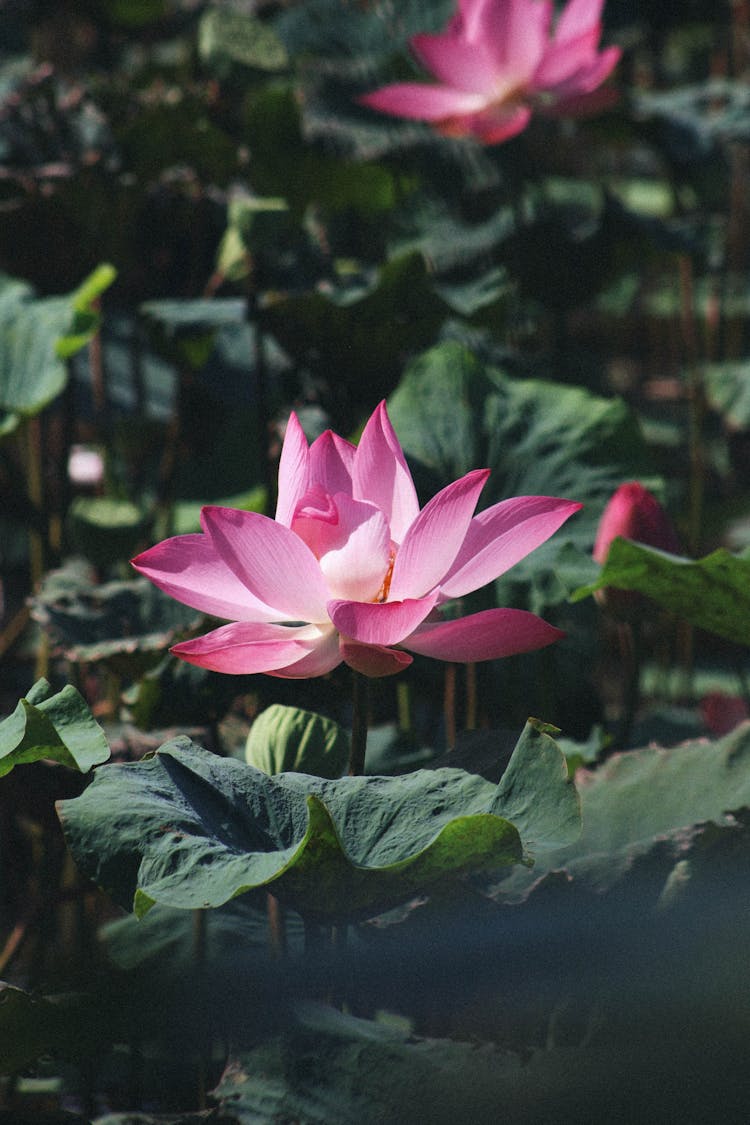 Pink Lotus Flower In Bloom