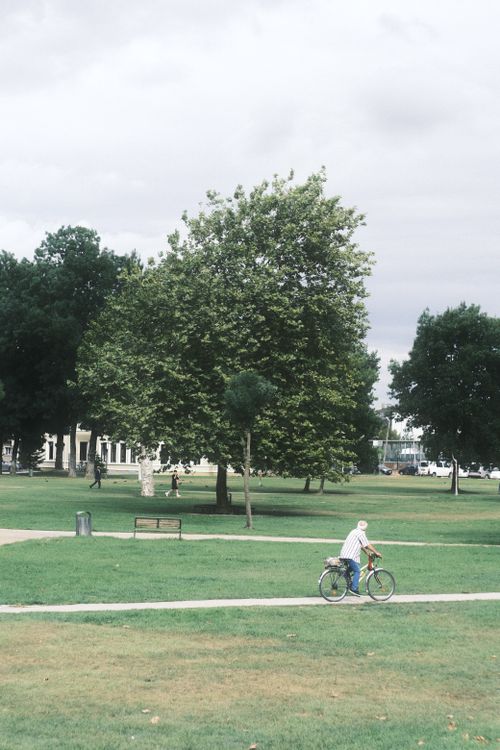 Free A man rides a bicycle through a park surrounded by lush green trees and grass. Stock Photo