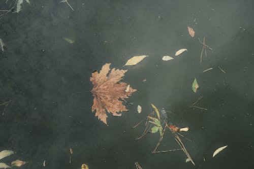 ぷかぷか, 水, 秋の無料の写真素材