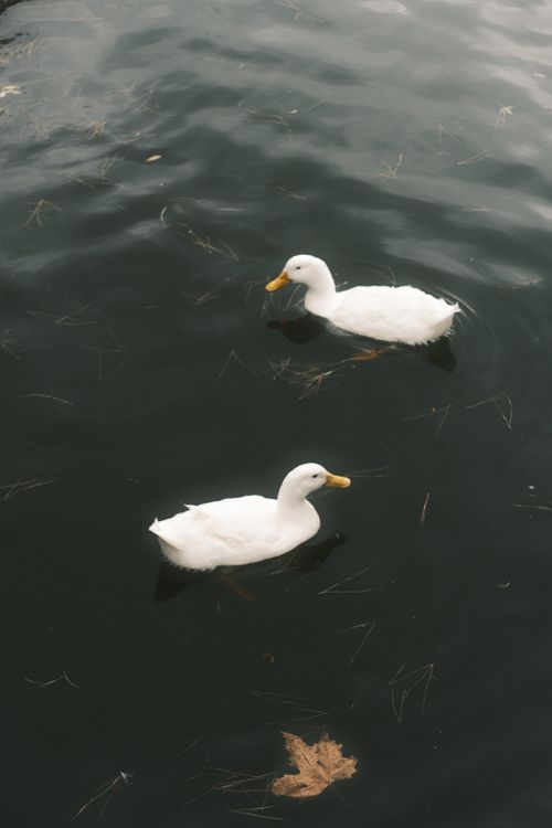 Free Two white ducks gracefully swimming on a serene body of water, surrounded by autumn leaves. Stock Photo