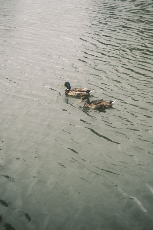 Free Two mallard ducks gracefully swimming on a calm lake surface. Stock Photo