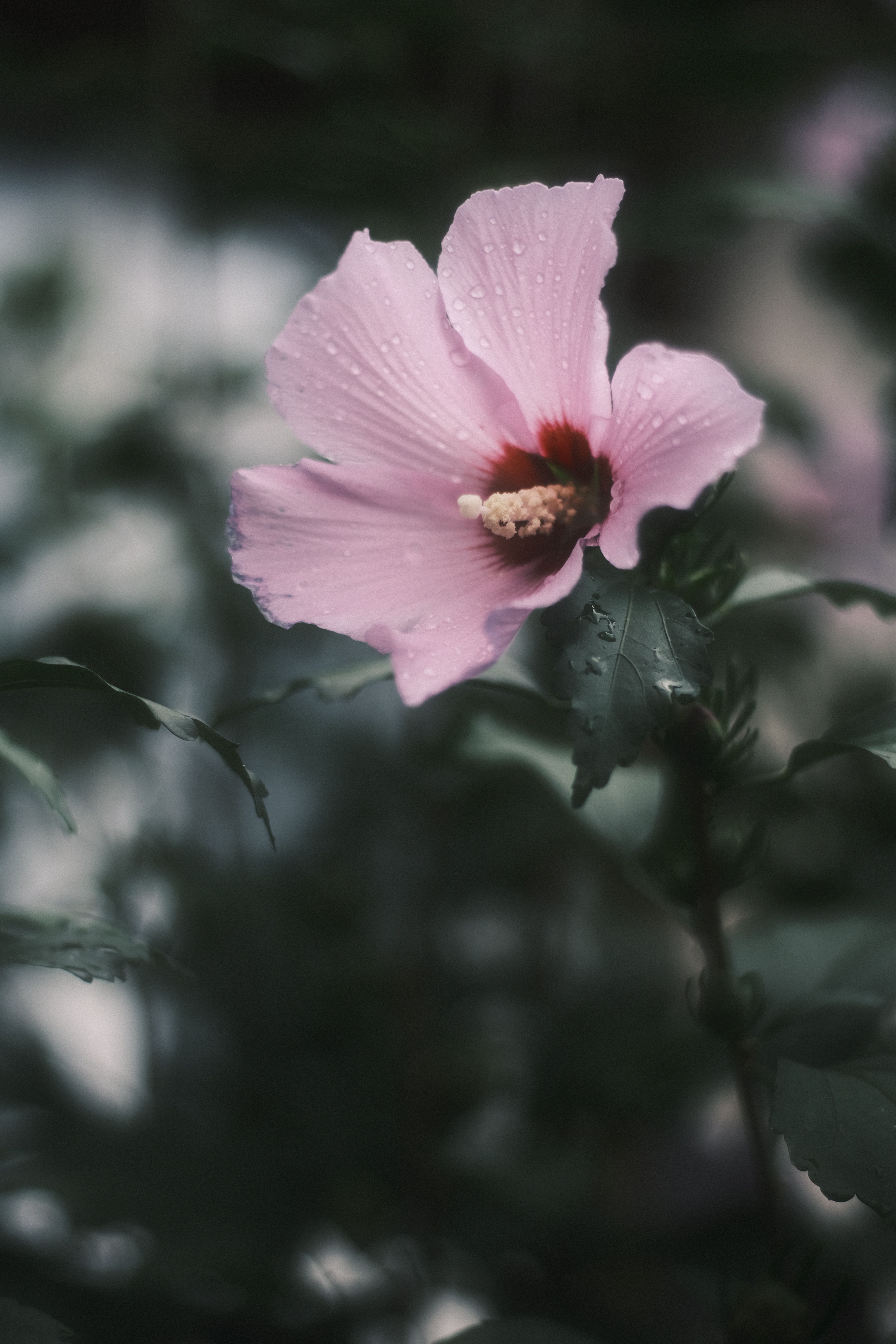 A close-up of a delicate pink flower adorned with dew drops, set against a soft-focus background.