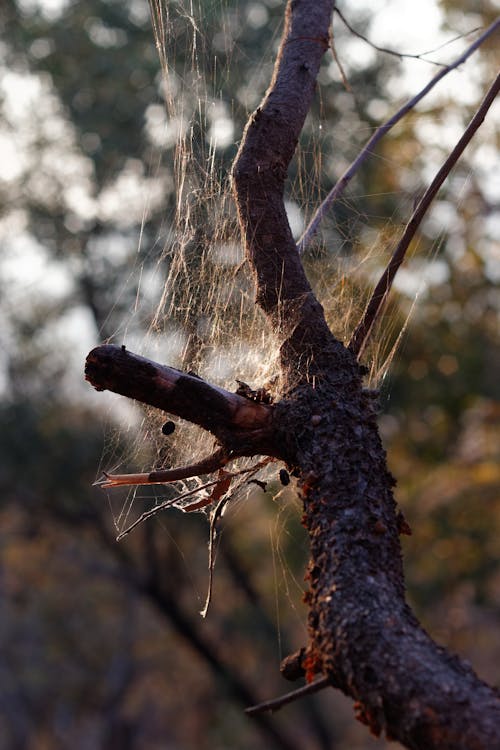 Free stock photo of branch, cobweb, spiderweb