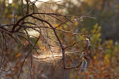 Free stock photo of branches, cobweb, nature
