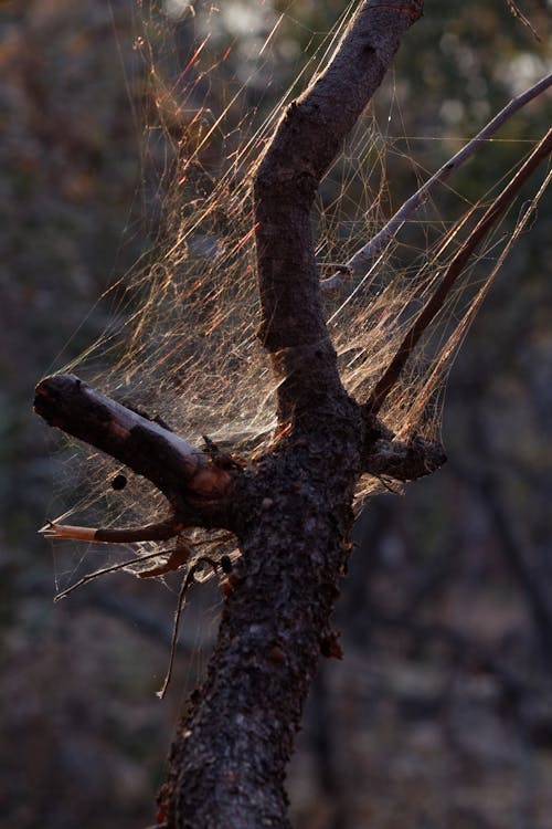 Free stock photo of branch, cobweb, spiderweb