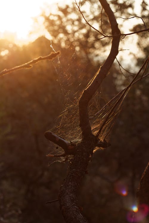 Foto d'estoc gratuïta de arbre, branca, centelleig del sol