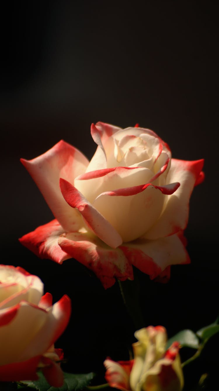 A Red And White Rose