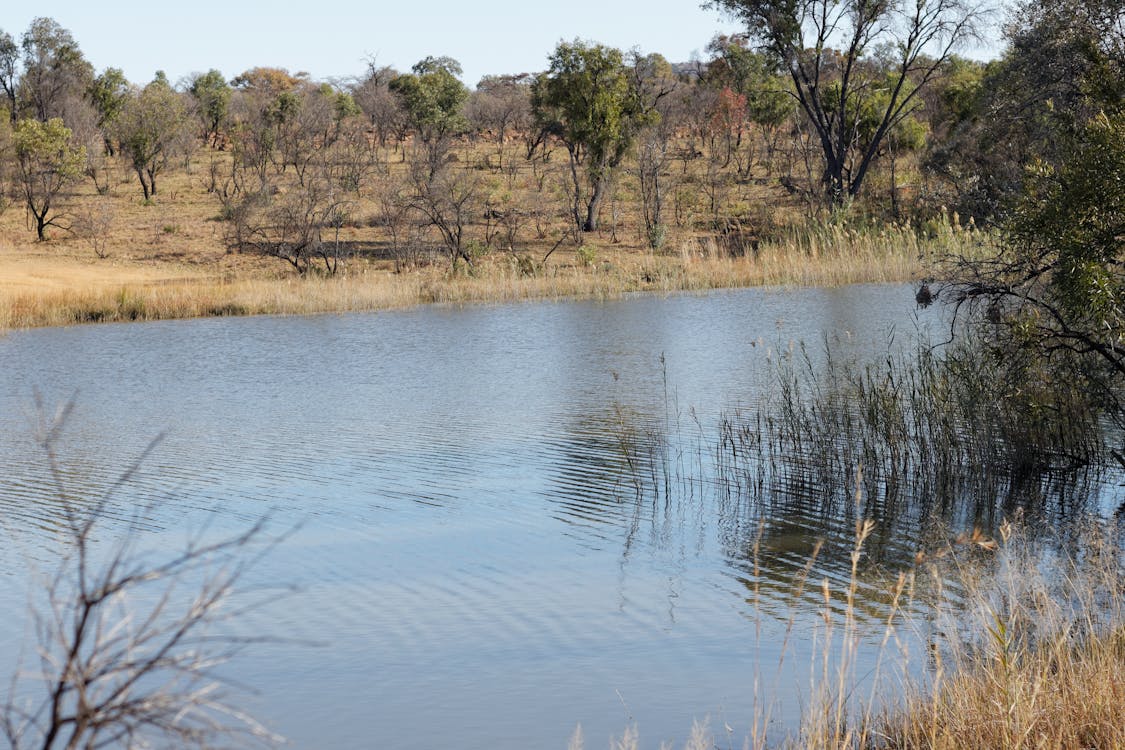 Foto d'estoc gratuïta de aigua, arbres, bushveld