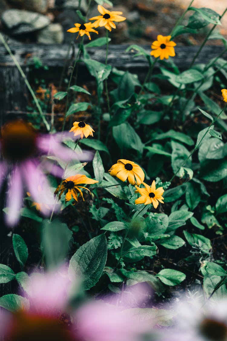 Yellow Flowers In The Garden