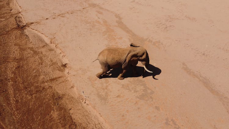 Elephant On The Dry Sand