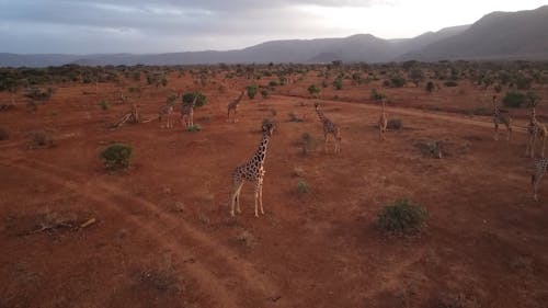 An Aerial Photography of Giraffes on Brown Sand Near the Mountain