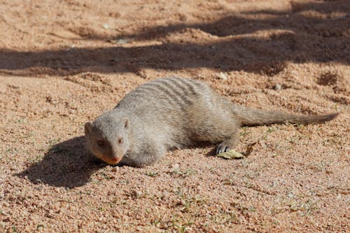 Close-Up Shot of a Mongoose 
