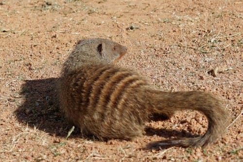 Free stock photo of animal, banded mongoose, mongoose