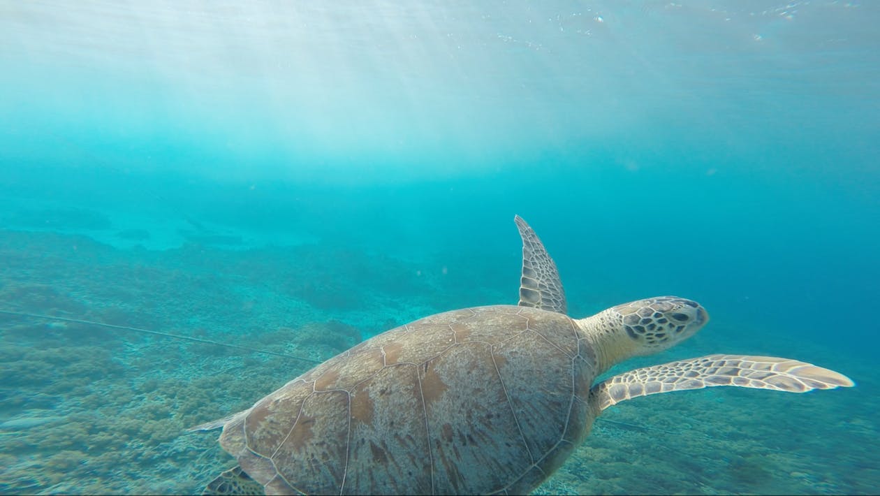 Ücretsiz Deniz Kaplumbağasının Sualtı Fotoğrafçılığı Stok Fotoğraflar