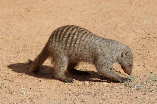 Close-Up Shot of a Banded Mongoose