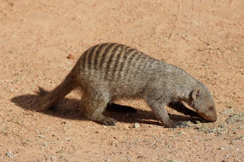 Kostnadsfri bild av banded mongoose, djur, mungo