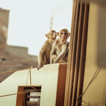 The Monkey Man of Delhi