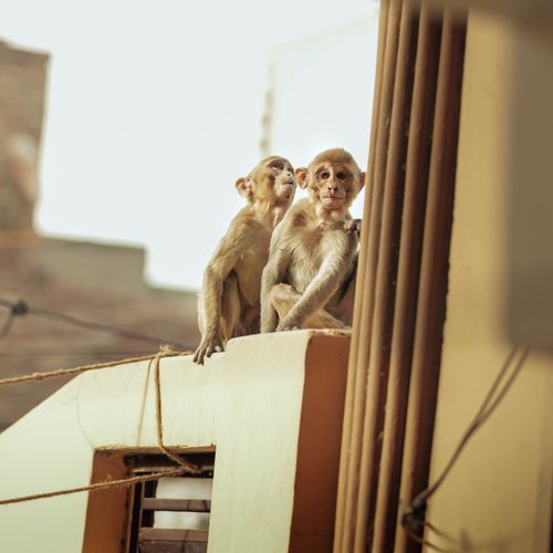 Free Two baby monkeys sitting on a concrete wall in an urban environment, captured from a front angle. Stock Photo
